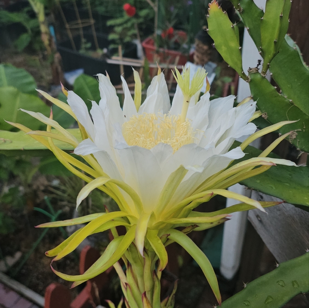 Dragonfruit - Two Cuttings - Not Sure - Think It's a Red Fruiting Dragonfruit